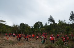 德晟集團參加2017年市區(qū)義務(wù)植樹活動